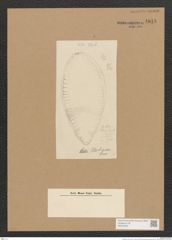 Surirella sp. (de-Toni-Nr.: Genus 53) Zeichnungen Sammlung Grunow Nr. 4848 (NHMW-BOT-W0373020)